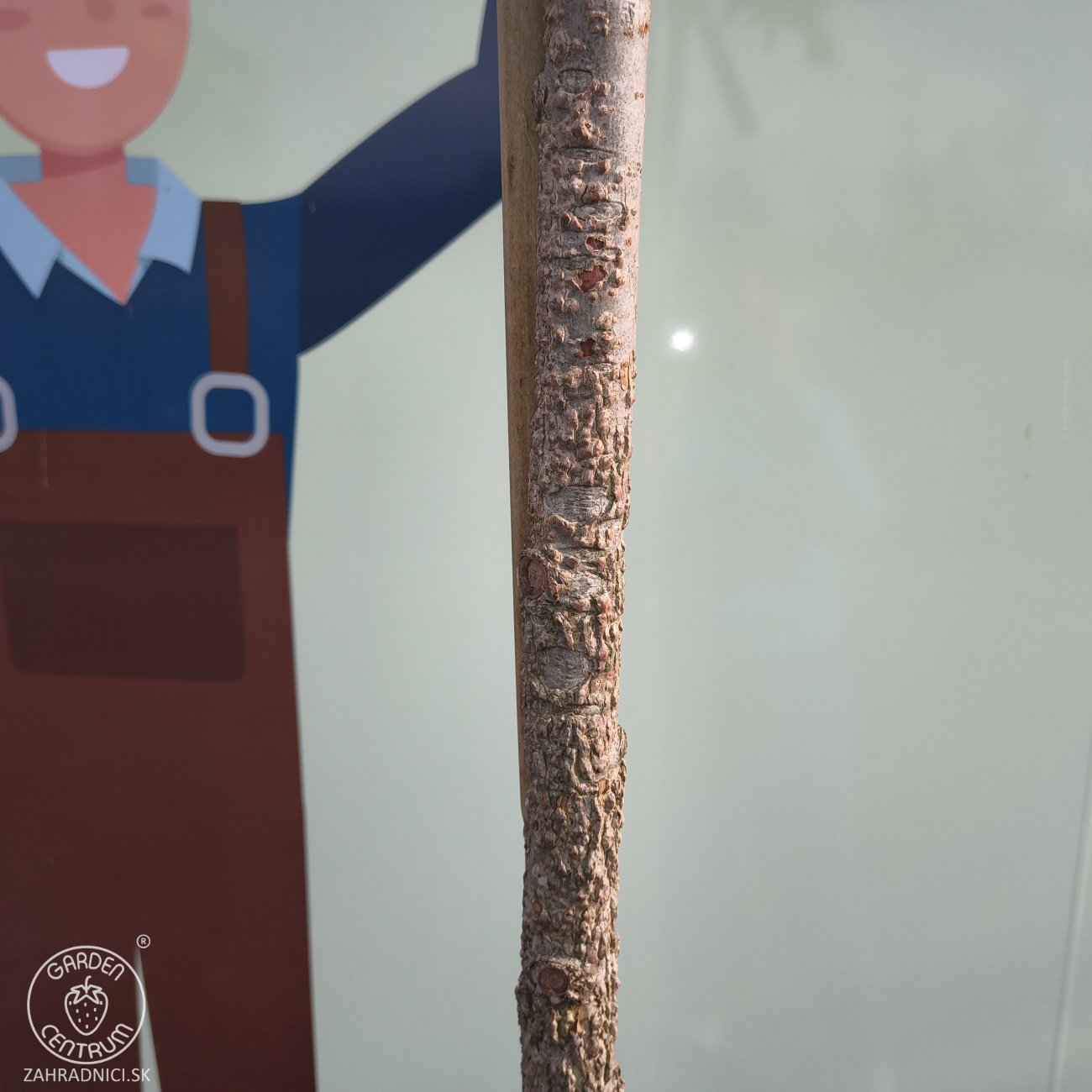 Obrázok Ambrovník styraxový (Liquidambar Styraciflua) - výška 250-300 cm, obvod kmeňa 6/8 cm, kont. C30L - NA KMIENKU